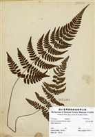 藏品(阿里山蹄蓋蕨)的圖片